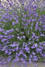 Bron and Sons Lavandula ang. 'Munstead' #1 Lavender