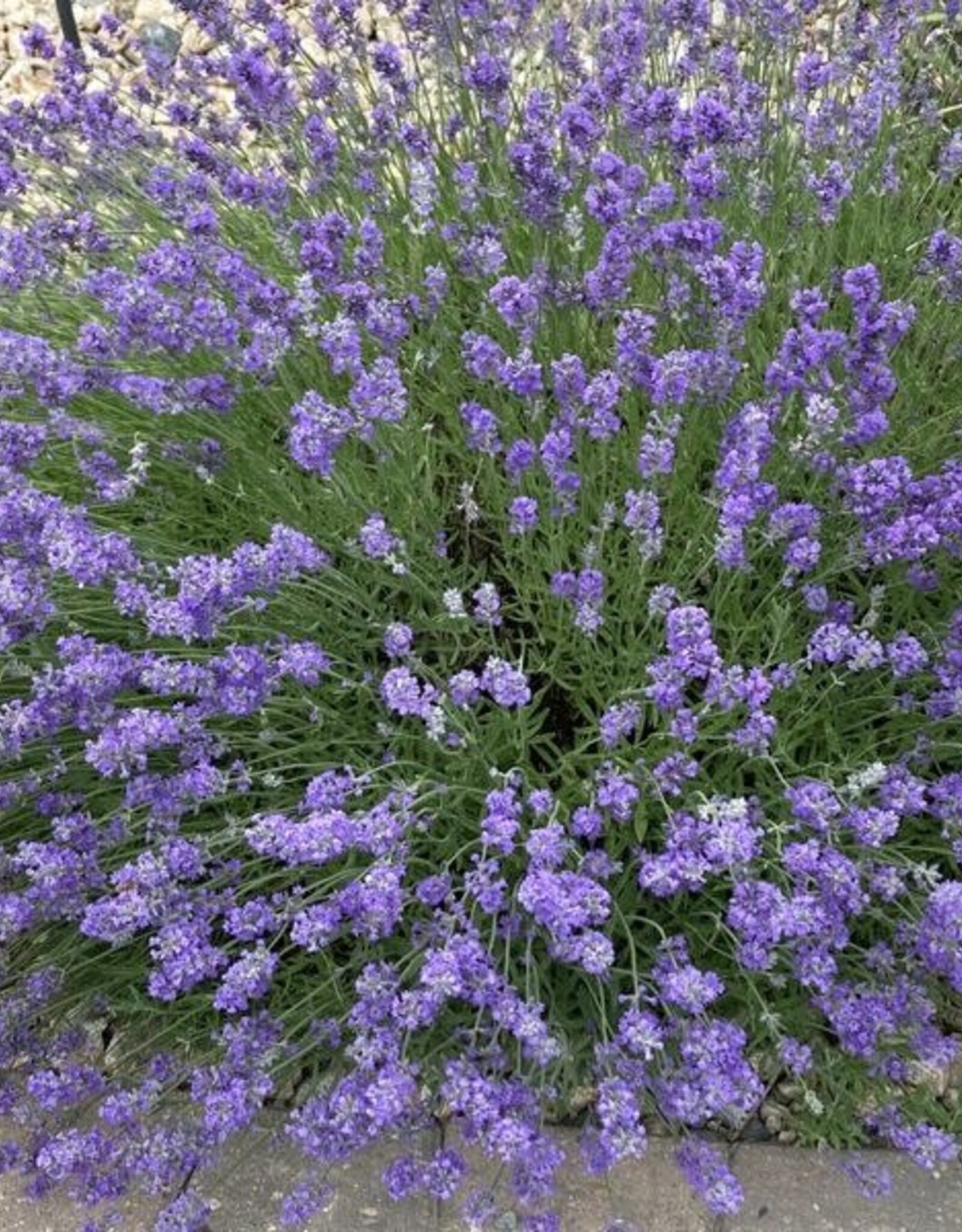 Bron and Sons Lavandula ang. 'Munstead' #1  Munstead Lavender