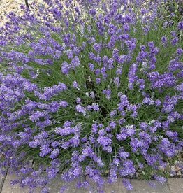 Bron and Sons Lavandula ang. 'Munstead' #1 Lavender