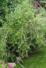 Bron and Sons Lycium barbarum #1 - Goji Berries