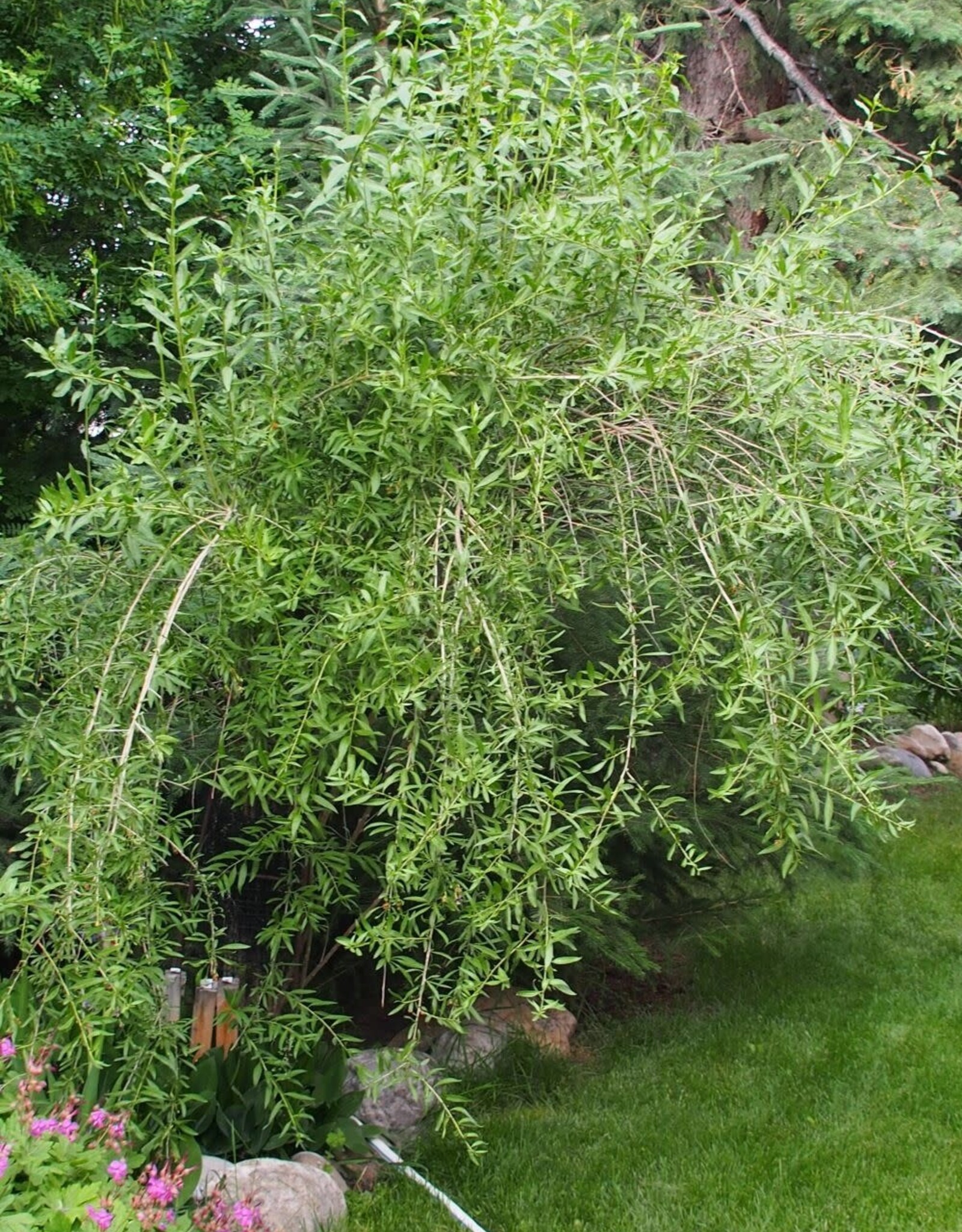 Bron and Sons Lycium barbarum #1 - Goji Berries