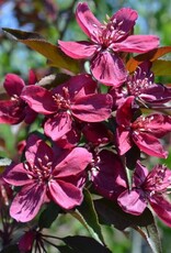 Bron and Sons Malus 'Royalty' #10 CVIG4 Royalty Flowering Crabapple