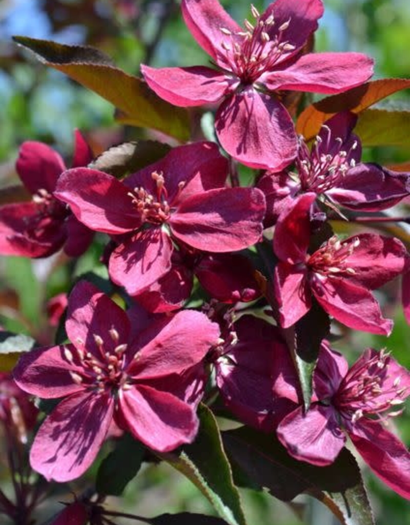 Bron and Sons Malus 'Royalty' #10 CVIG4 Royalty Flowering Crabapple