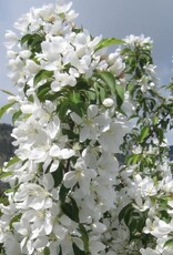 Bron and Sons Malus 'Spring Snow' #10 CVIG4 Flowering Crabapple Tree