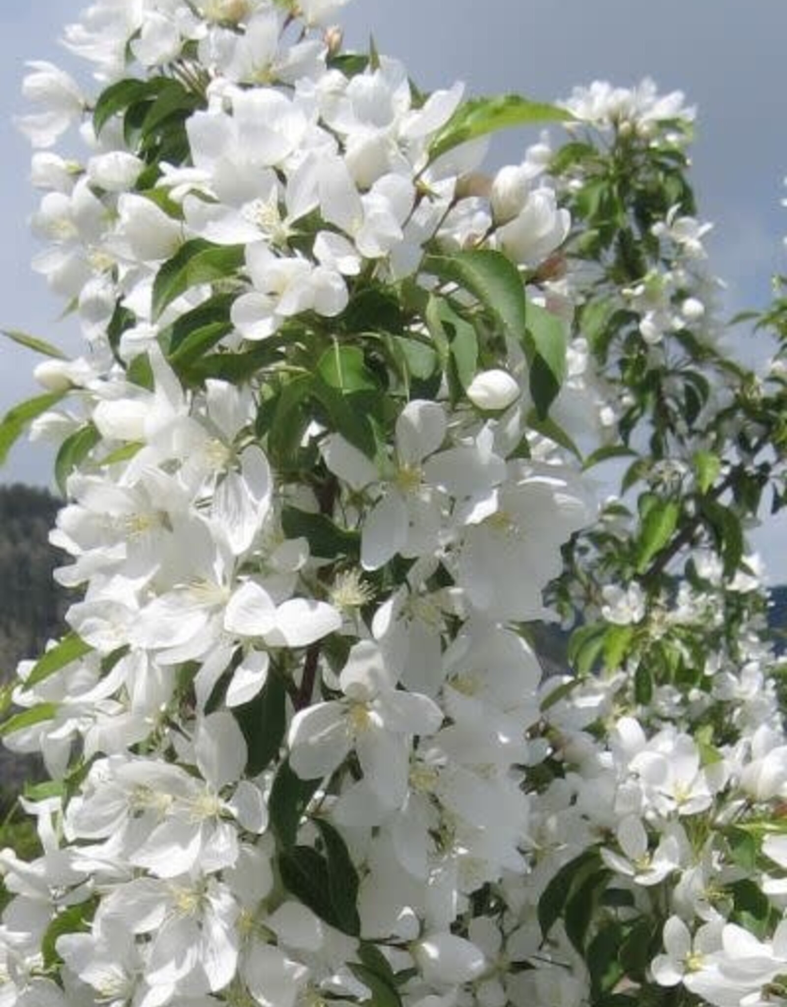 Bron and Sons Malus 'Spring Snow' #10 CVIG4 Flowering Crabapple Tree