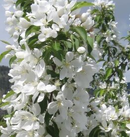 Bron and Sons Malus 'Spring Snow' #10 CVIG4 Flowering Crabapple Tree