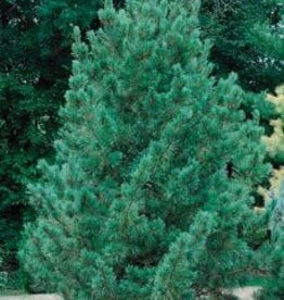 Bron and Sons Pinus cembra 'Glauca' #10 Blue Swiss Stone Pine