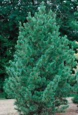 Bron and Sons Pinus cembra 'Glauca' #5 Blue Swiss Stone Pine