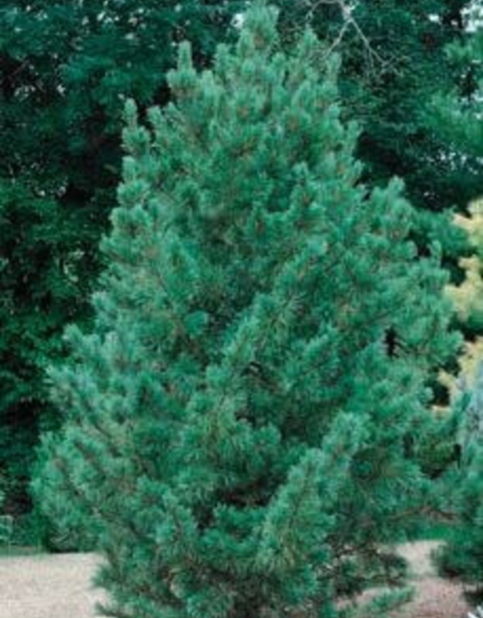 Bron and Sons Pinus cembra 'Glauca' #5 Blue Swiss Stone Pine