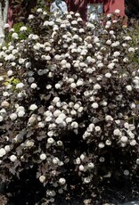 Bron and Sons Physocarpus o. 'Monlo' #10 Shrub Diabolo Ninebark