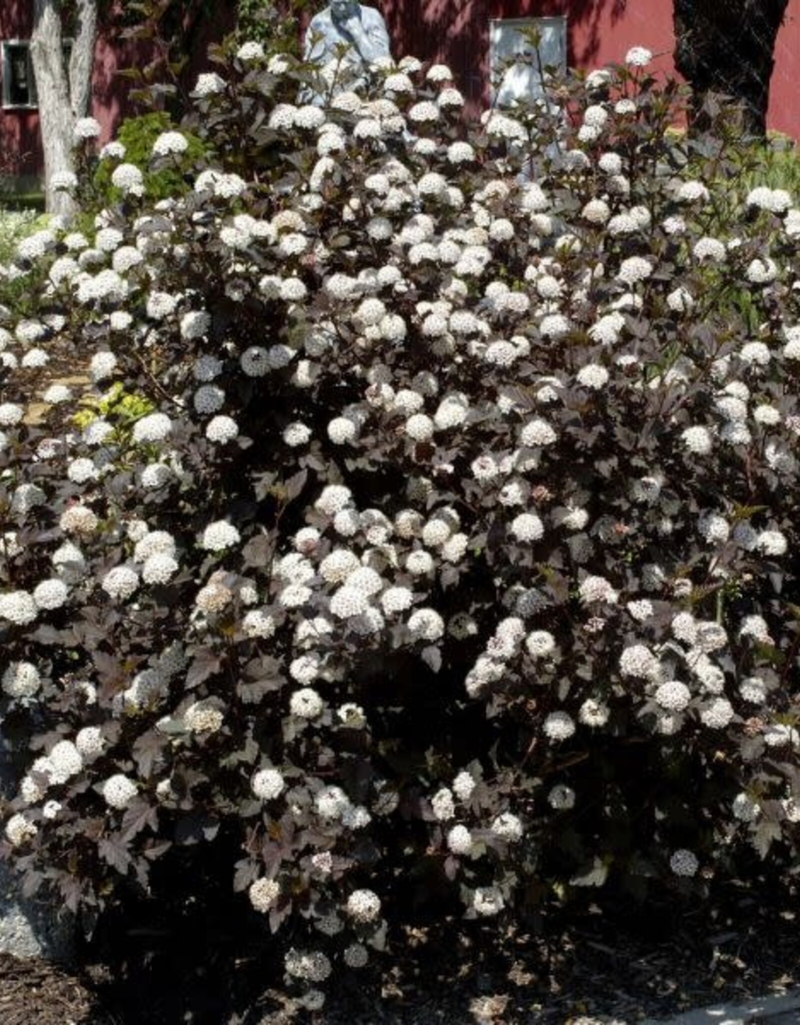 Bron and Sons Physocarpus o. 'Monlo' #10 Shrub Diabolo Ninebark