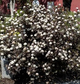 Bron and Sons Physocarpus o. 'Monlo' #10 Shrub Diabolo Ninebark