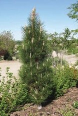 Bron and Sons Pinus nigra 'Arnold Sentinel' #5 Austrian Black Pine
