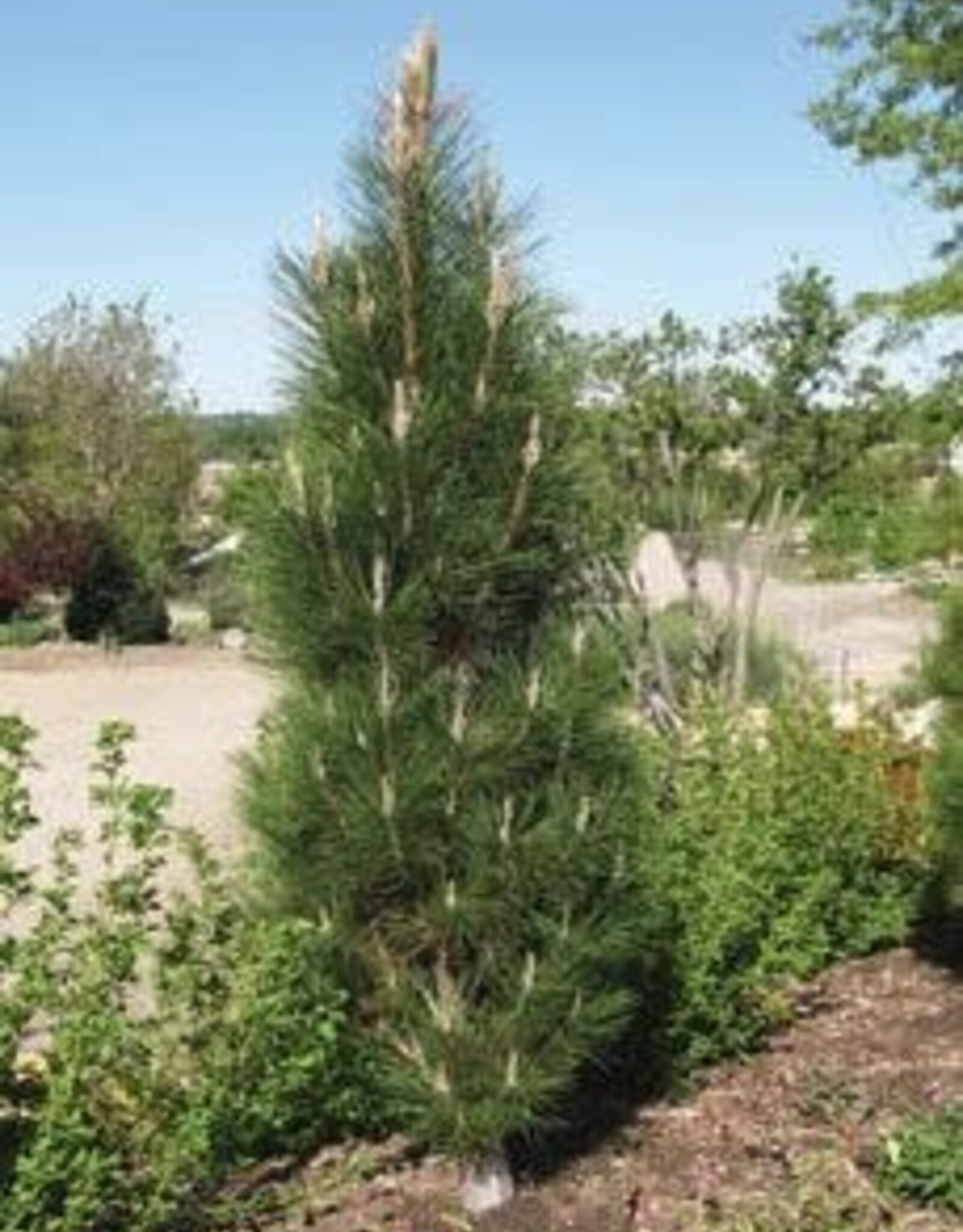 Bron and Sons Pinus nigra 'Arnold Sentinel' #5 Austrian Black Pine