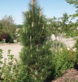 Bron and Sons Pinus nigra 'Arnold Sentinel' #5 Austrian Black Pine