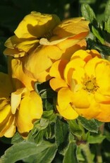 Bron and Sons Potentilla frut. 'Jefmarm' PP31663 #2 FE