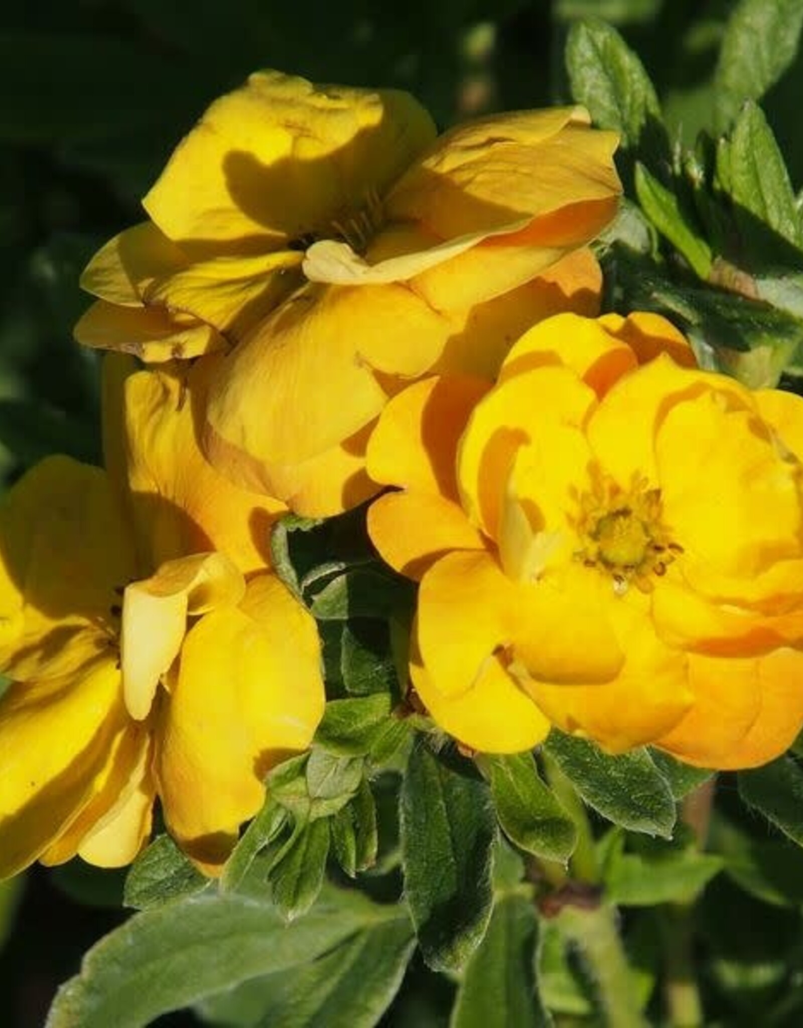 Bron and Sons Potentilla frut. 'Jefmarm' PP31663 #2 FE