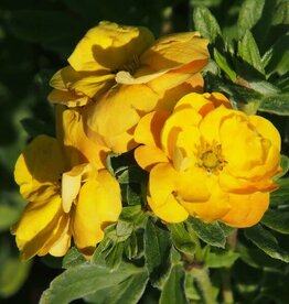 Bron and Sons Potentilla frut. 'Jefmarm' PP31663 #2 FE