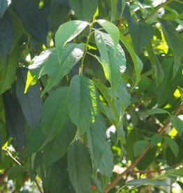 Prunus maackii 'Jefdike' #5 CVIG4 - Klondike® Amur Cherry