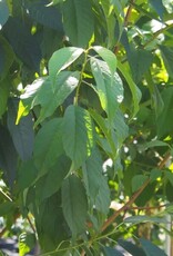 Bron and Sons Prunus maackii 'Jefdike' #15 CVIG4 - Klondike® Amur Cherry