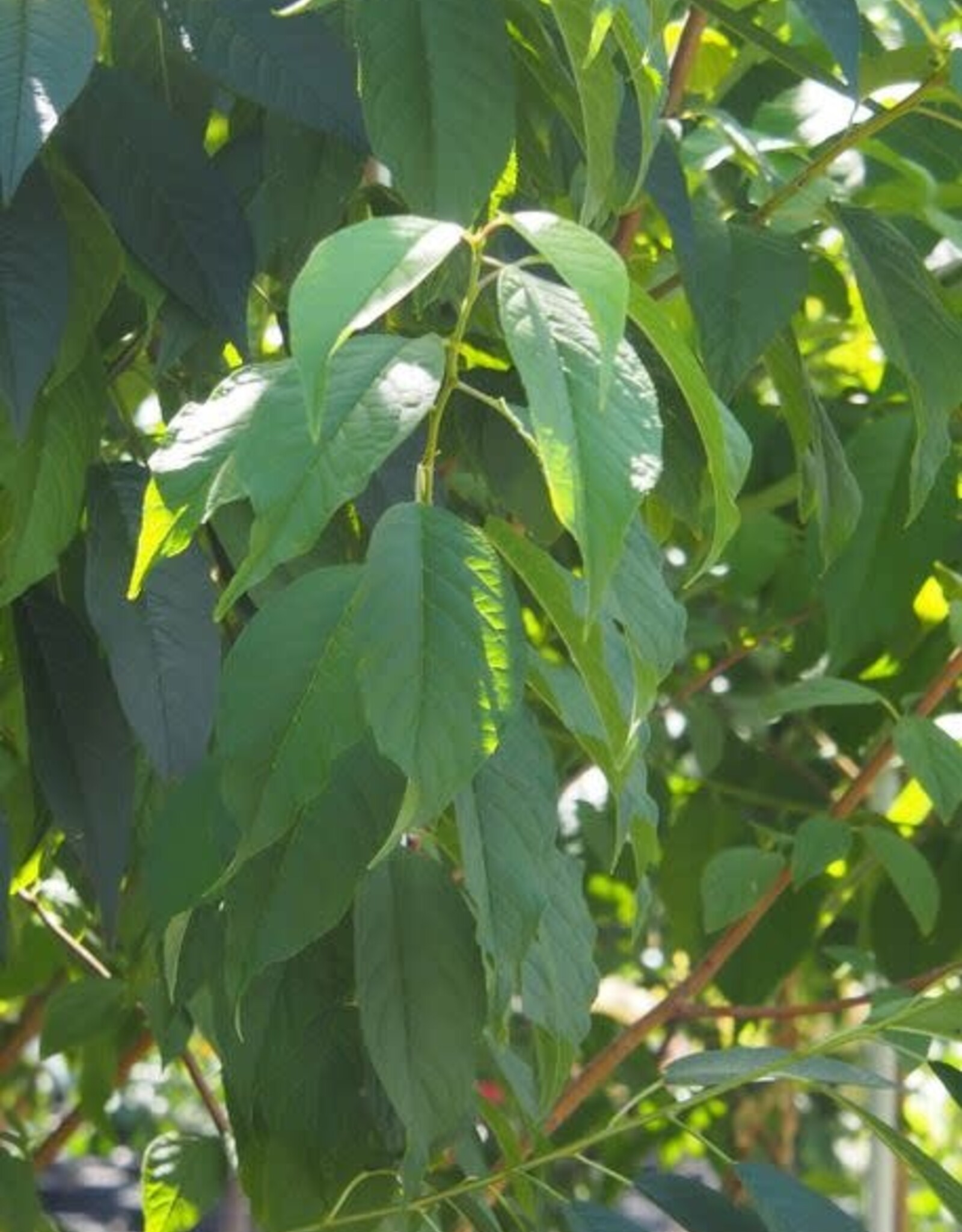 Bron and Sons Prunus maackii 'Jefdike' #15 CVIG4 - Klondike® Amur Cherry