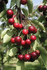 Bron and Sons Prunus x ker. 'Romeo' #5 CVIG4 Tree - Romeo Cherry