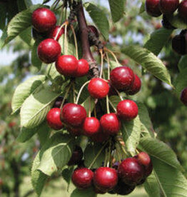 Bron and Sons Prunus x ker. 'Romeo' #5 CVIG4 Tree - Romeo Cherry