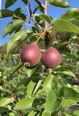 Bron and Sons Pyrus communis 'Summercrisp' #5 CVIG4 - Summercrisp Pear