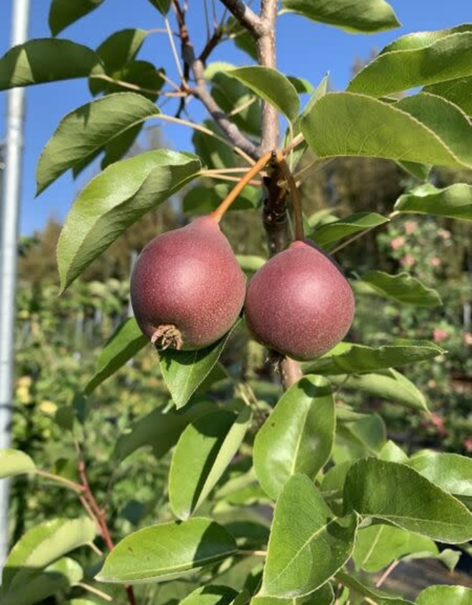 Bron and Sons Pyrus communis 'Summercrisp' #5 CVIG4 - Summercrisp Pear
