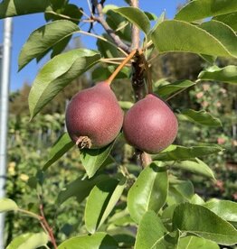 Bron and Sons Pyrus communis 'Summercrisp' #5 CVIG4 - Summercrisp Pear