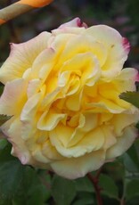 Bron and Sons Rosa 'Rugelda Pavement' #2