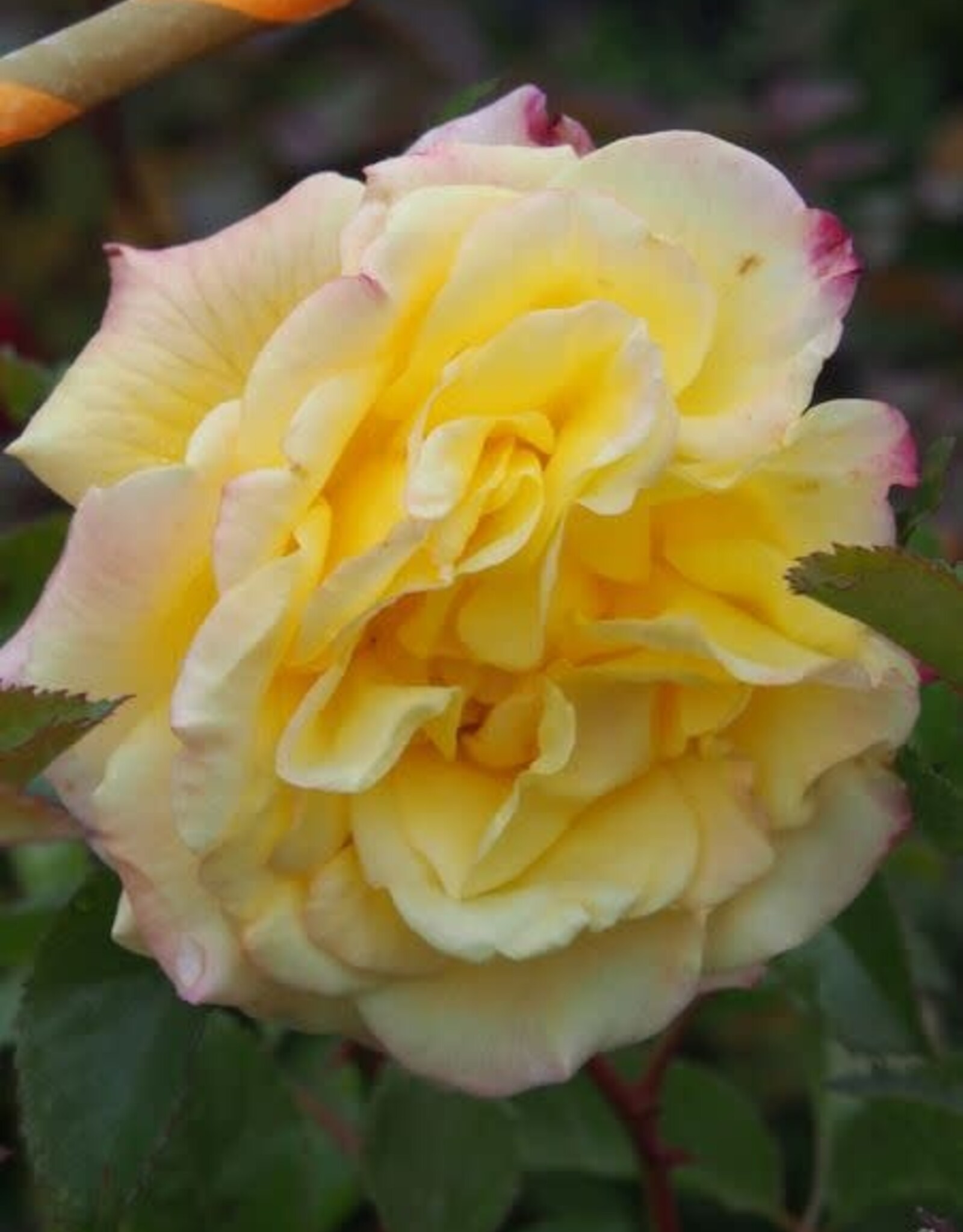 Bron and Sons Rosa 'Rugelda Pavement' #2