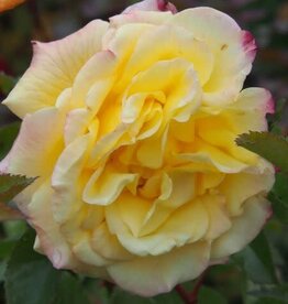 Bron and Sons Rosa 'Rugelda Pavement' #2