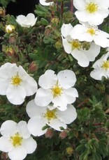 Bron and Sons Potentilla frut. 'Abbotswood' #5  -Abbotswood Potentilla