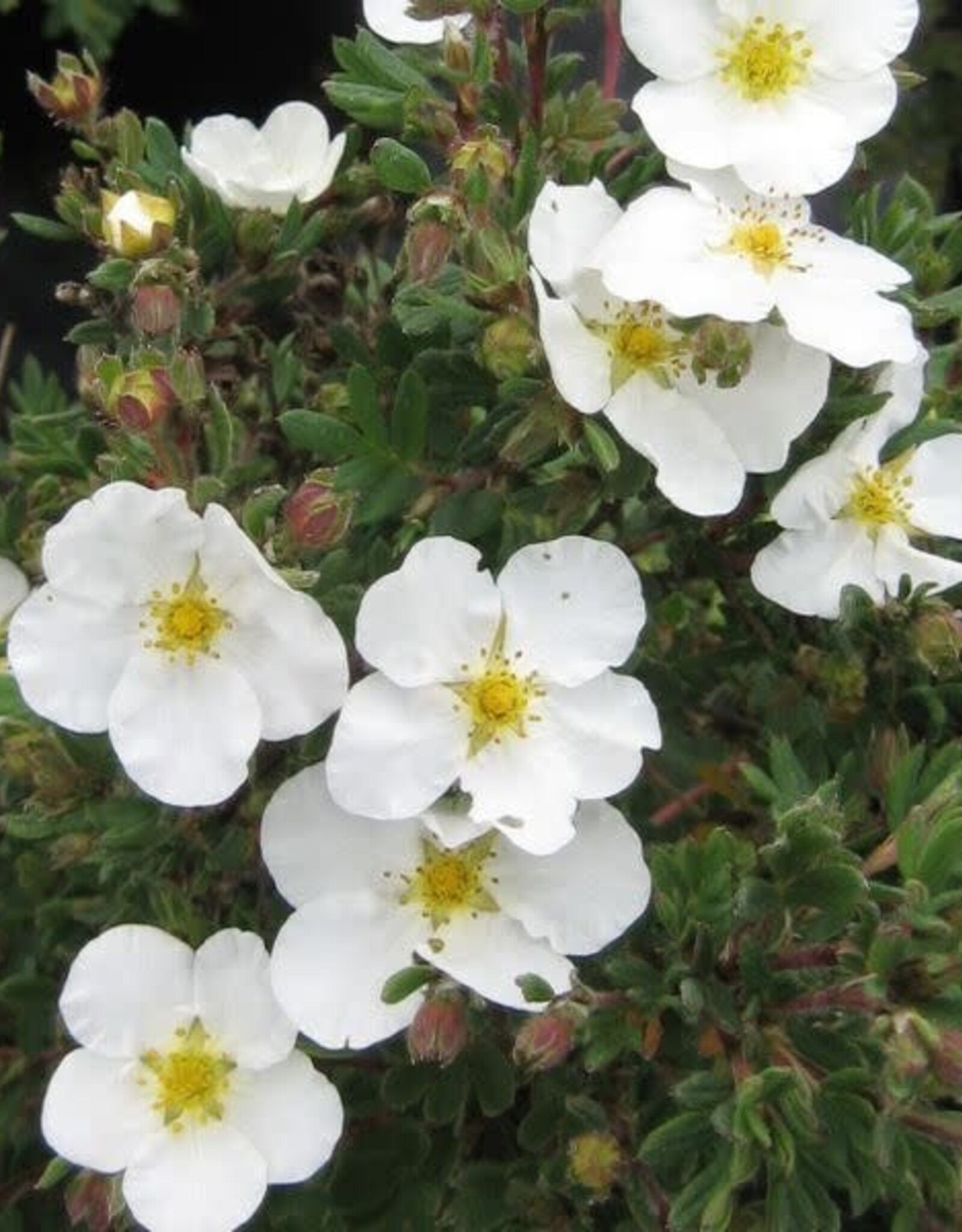 Bron and Sons Potentilla frut. 'Abbotswood' #5