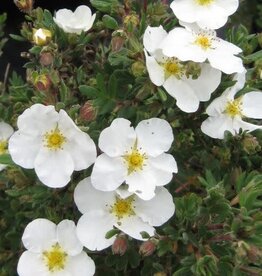 Bron and Sons Potentilla frut. 'Abbotswood' #5