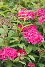 Bron and Sons Spiraea japonica 'Neon Flash' #2 - Neon Flash Spirea