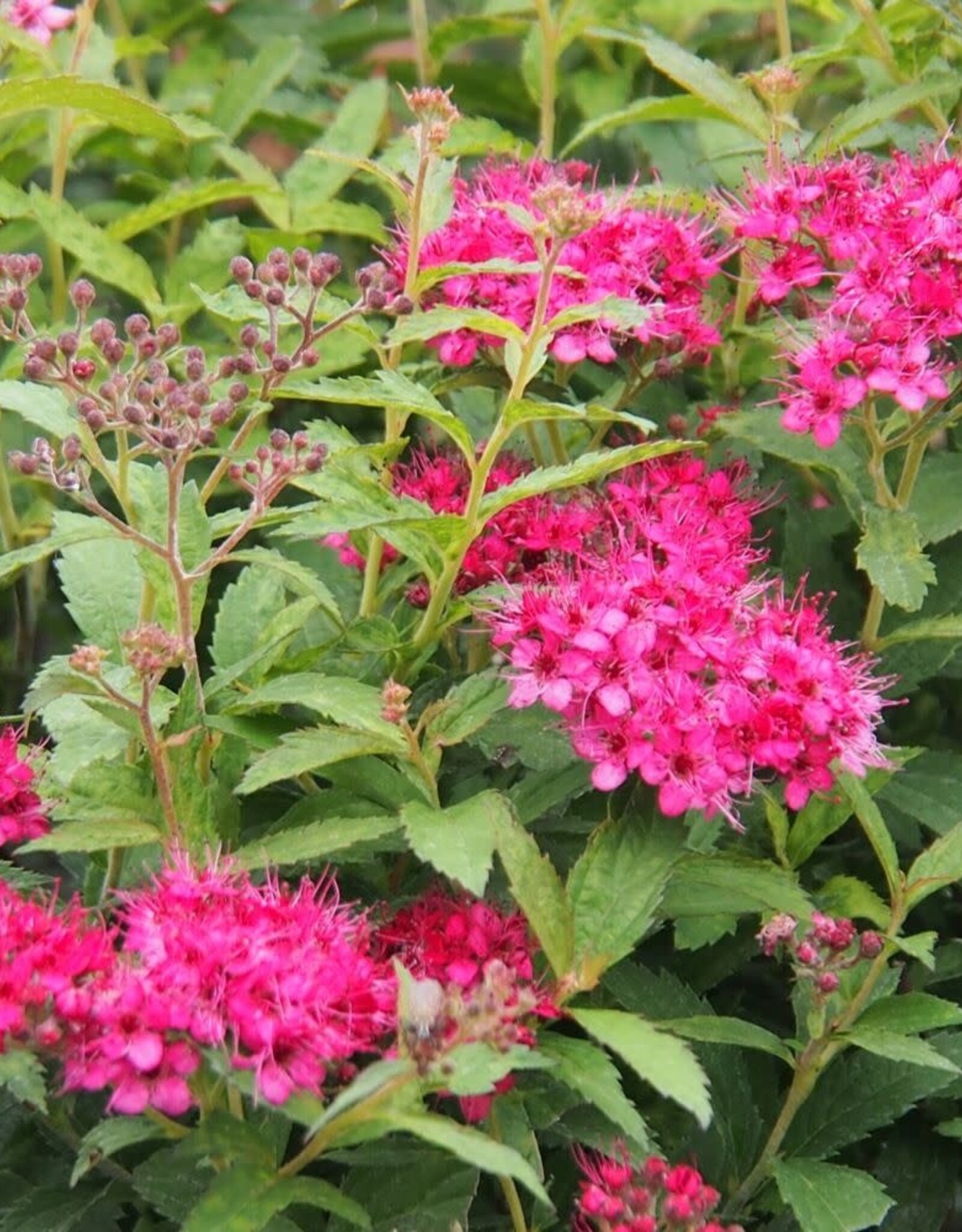Bron and Sons Spiraea japonica 'Neon Flash' #2 - Neon Flash Spirea