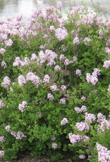 Bron and Sons Syringa meyeri 'Palibin' #1  Dwarf Korean Lilac