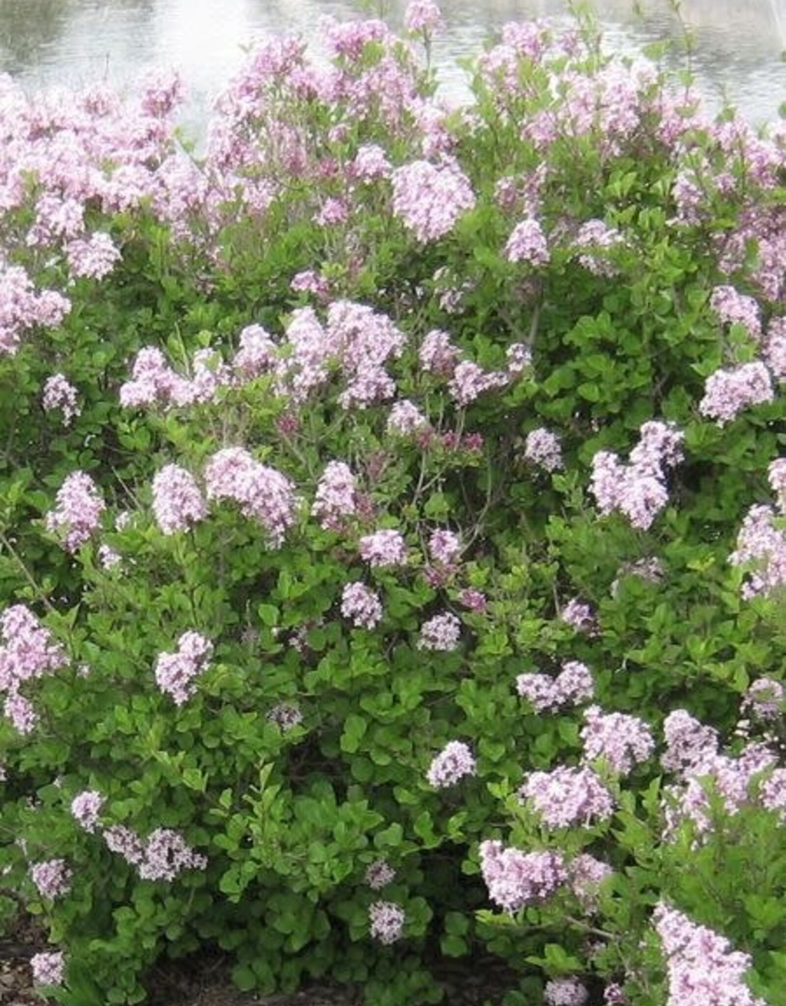 Bron and Sons Syringa meyeri 'Palibin' #1  Dwarf Korean Lilac