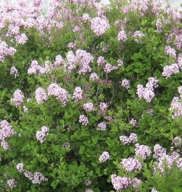 Bron and Sons Syringa meyeri 'Palibin' #1  Dwarf Korean Lilac