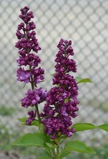 Bron and Sons Syringa v. 'Charles Joly' #5 Shrub