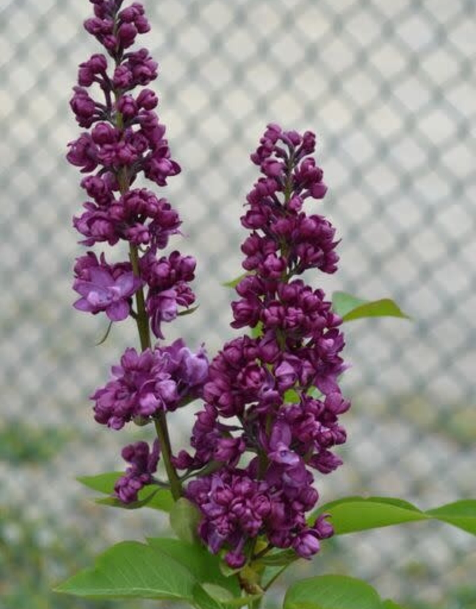 Bron and Sons Syringa v. 'Charles Joly' #5 Shrub