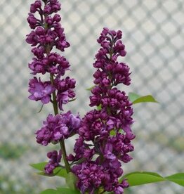 Bron and Sons Syringa v. 'Charles Joly' #5 Shrub