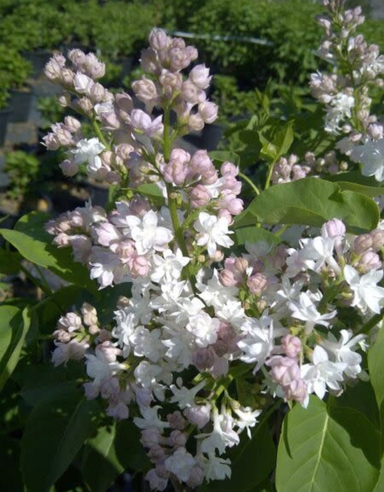 Bron and Sons Syringa v. 'Krasavitsa Moskvy' #5 Shrub  -Beauty of Moscow French Lilac