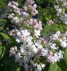 Bron and Sons Syringa v. 'Krasavitsa Moskvy' #5 Shrub  -Beauty of Moscow French Lilac