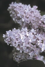 Bron and Sons Syringa v. 'President Grevy' #5 - President Grevy French Lilac