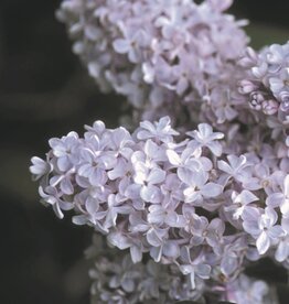 Bron and Sons Syringa v. 'President Grevy' #5 - President Grevy French Lilac