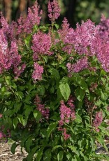 Bron and Sons Syringa x pres. 'Jeftin' #2 FE Pinktini™ Lilac