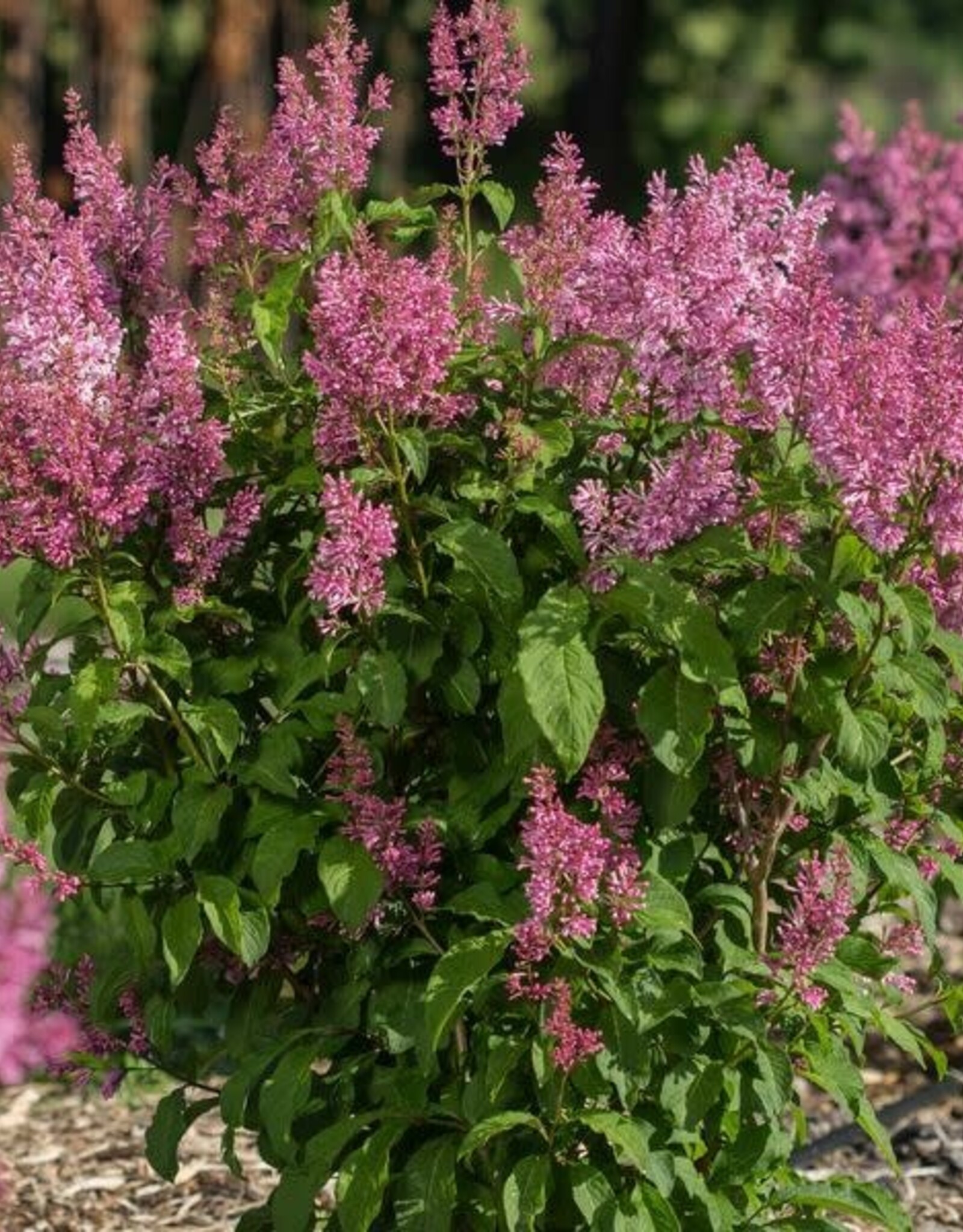 Bron and Sons Syringa x pres. 'Jeftin' #2 FE Pinktini™ Lilac